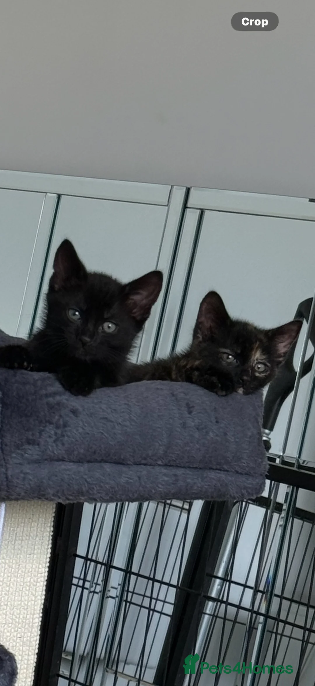 Mixed Breed cats for sale: 2 beautiful kittens  - Advert 1