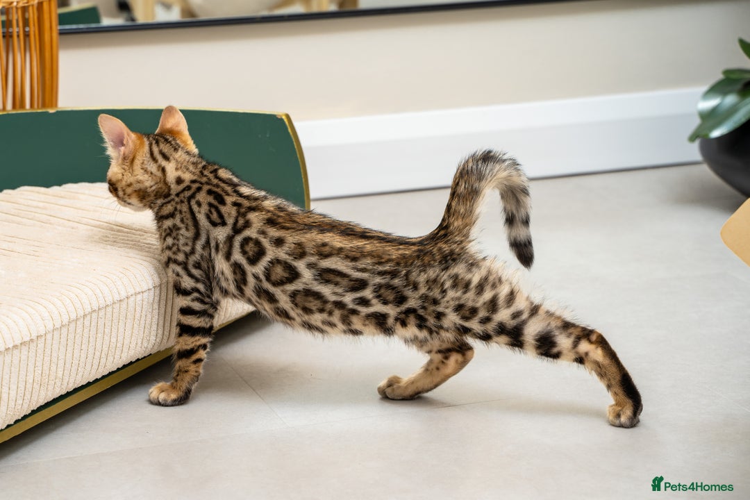 Bengal cats for sale: Top quality Bengal Girl- TICA reg.- AVAILABLE NOW - Advert 33