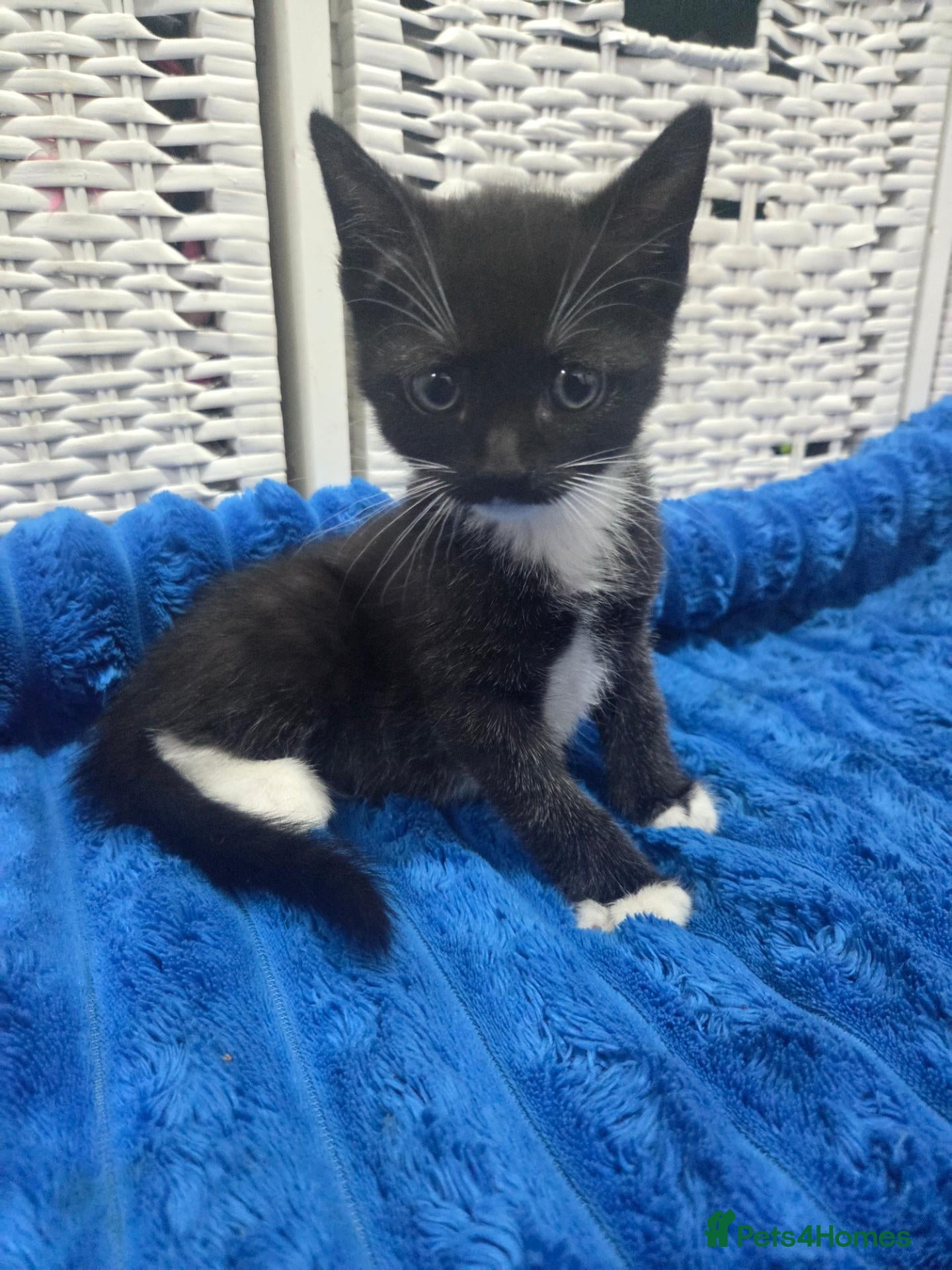 American Shorthair cats Black & white 8 Week Old Kitten - Advert 2