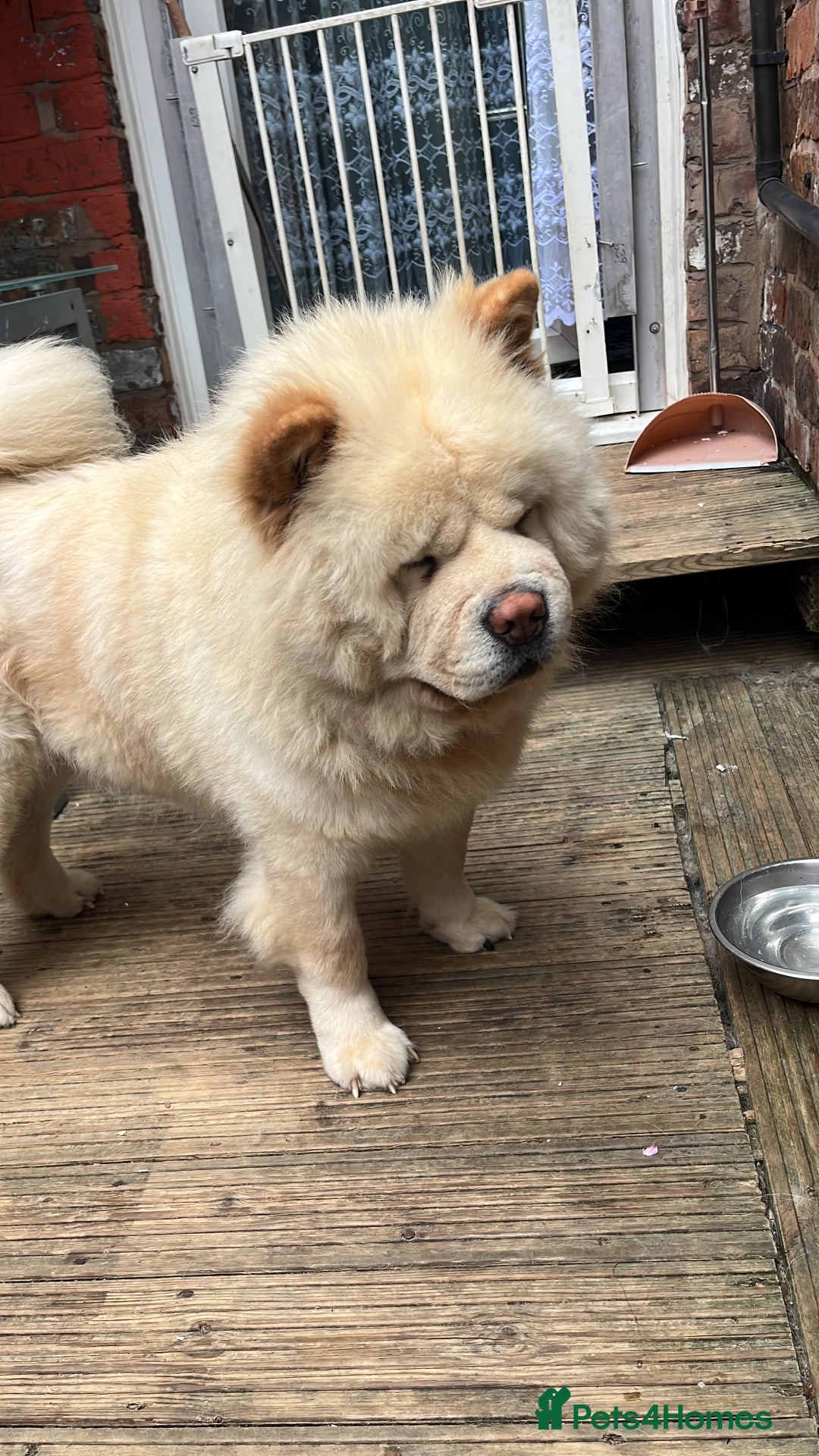 Chow Chow dogs for sale: Chow chow - Image 8