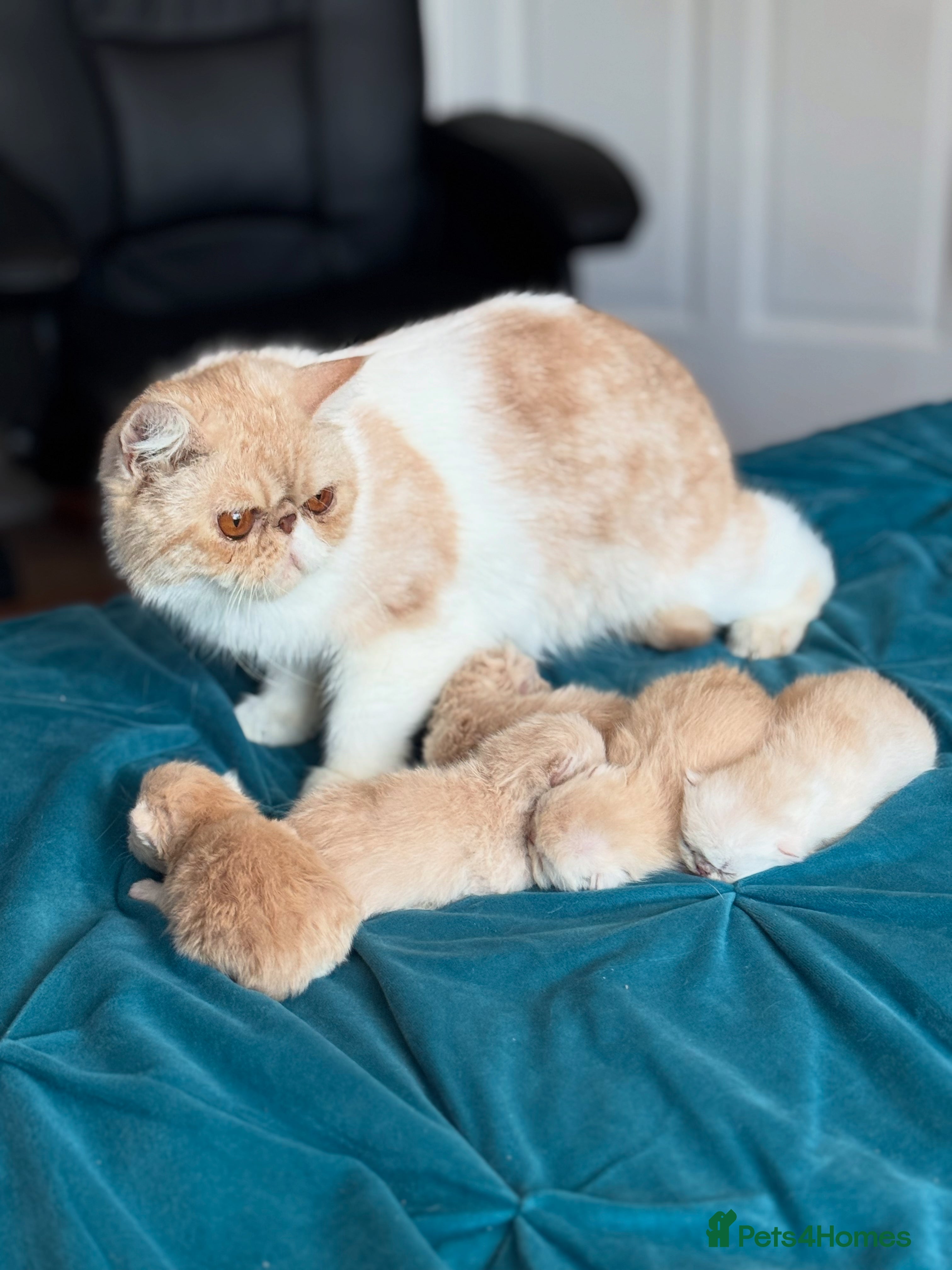 Exotic cats Gorgeous young GCCF Active Exotic female - Advert 1