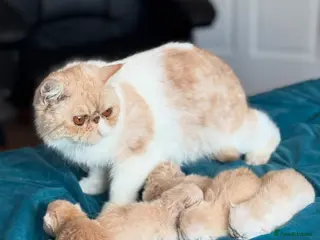 Exotic cats Gorgeous young GCCF Active Exotic female - Advert 1