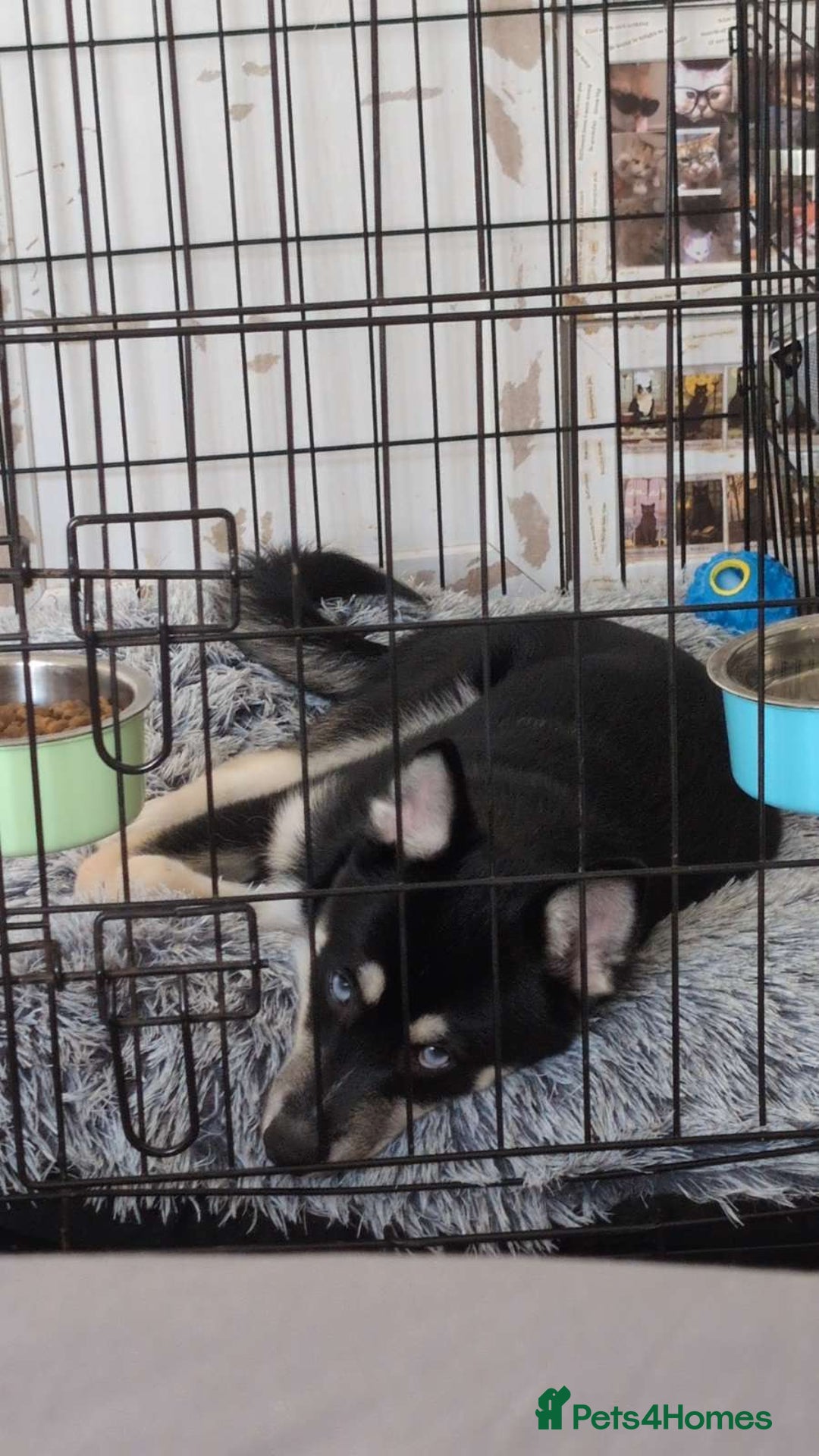Pomsky dogs for sale: Gorgeous Male Pomsky aged 6 months ❤️ - Image 4