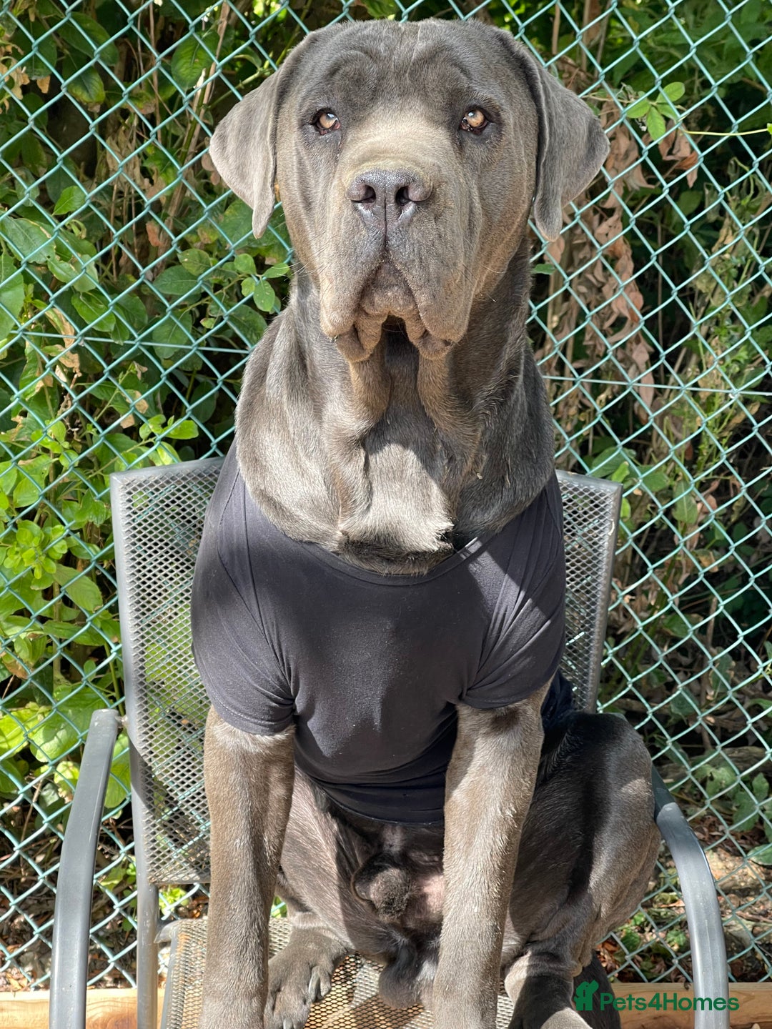 Cane Corso dogs for sale: Urgent! Stunning boy looking for a new home! - Image 11