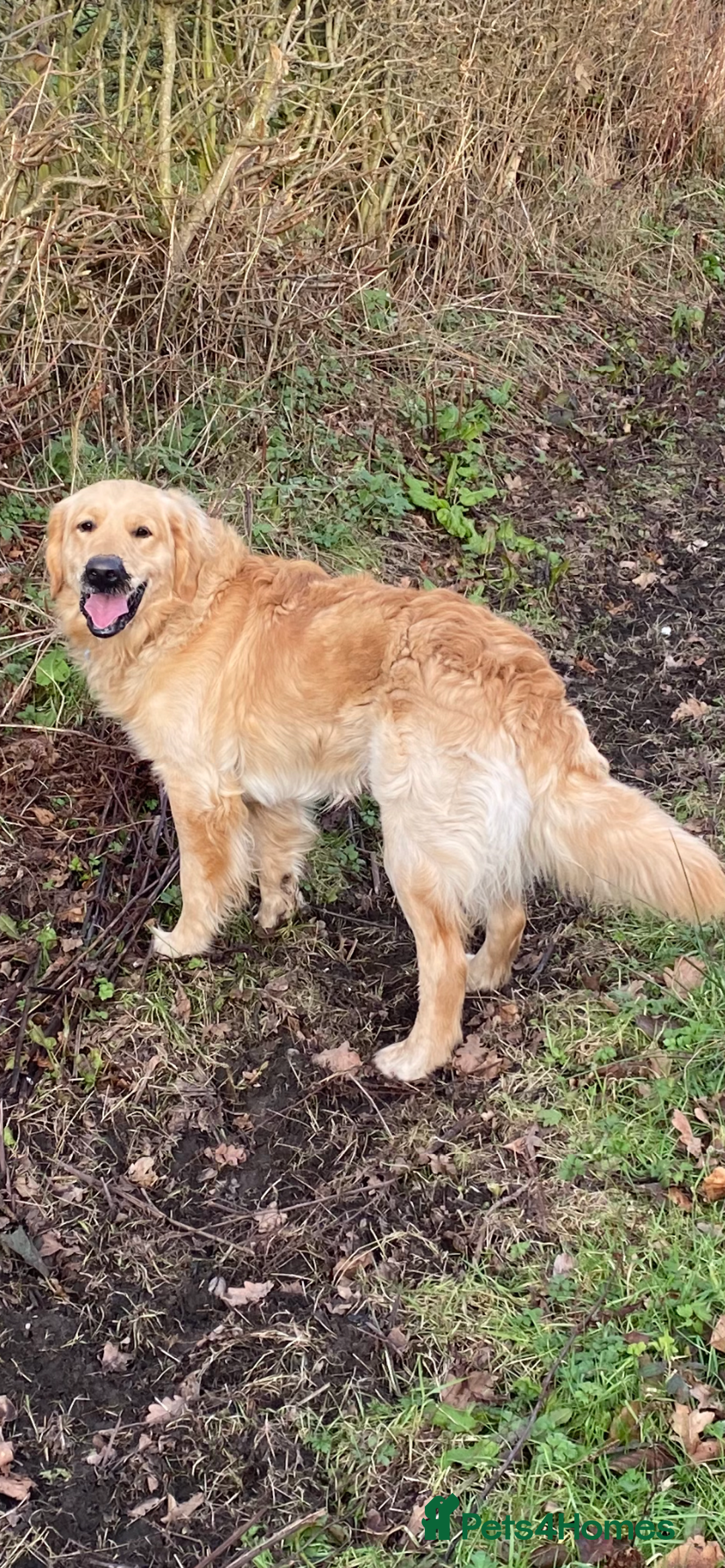 Golden Retriever dogs for sale: KC Golden Retriever Boy - Image 3