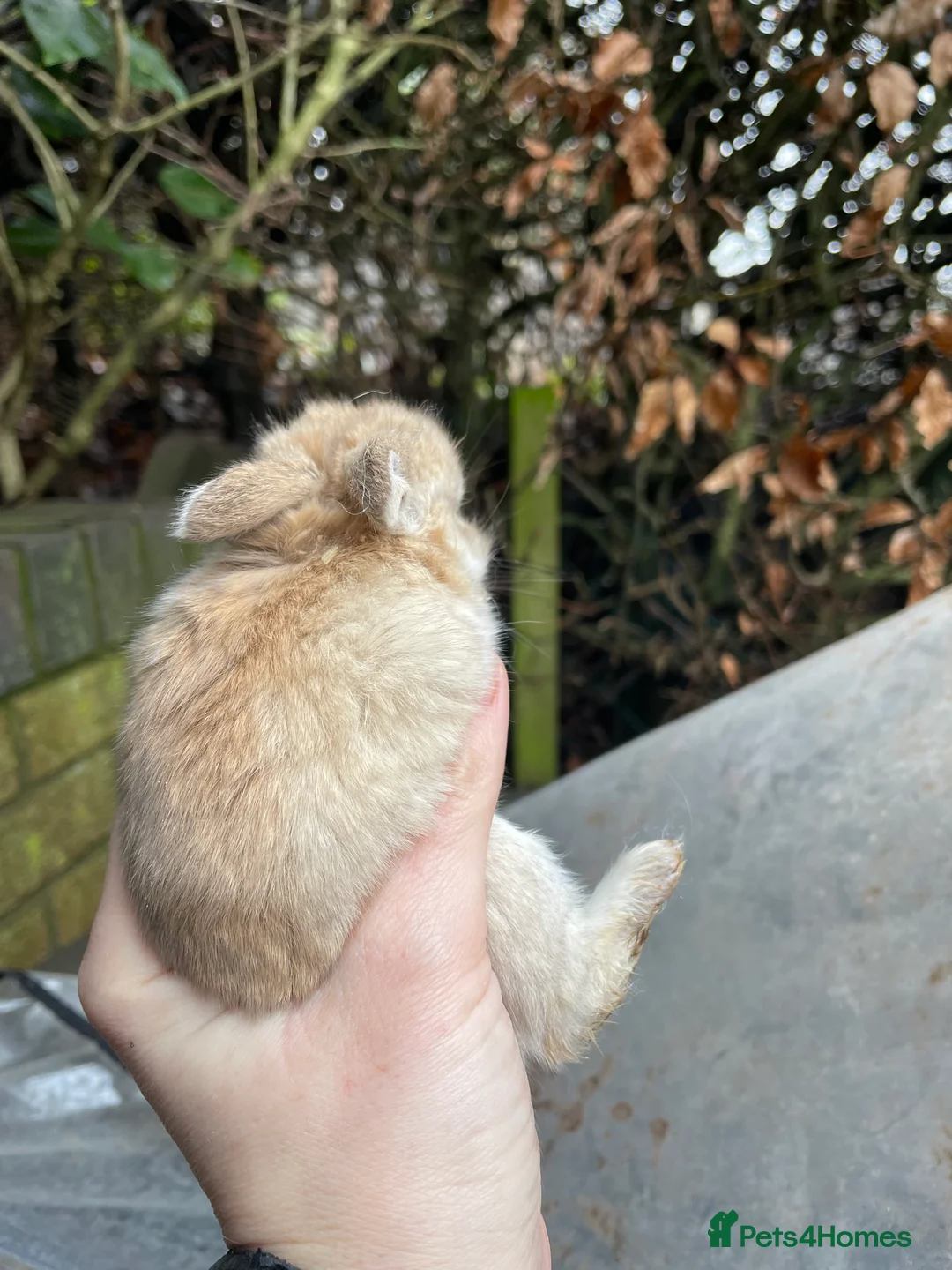 Mini Lop rabbits for sale: Mini Lop Baby Bunnies  - Advert 19