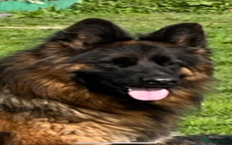 German Shepherd dogs for sale: Stunning Pedigree German Shepherd Puppies - Image 30