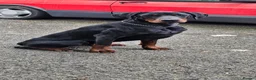Dobermann dogs for sale: KC Doberman Male - Advert 3