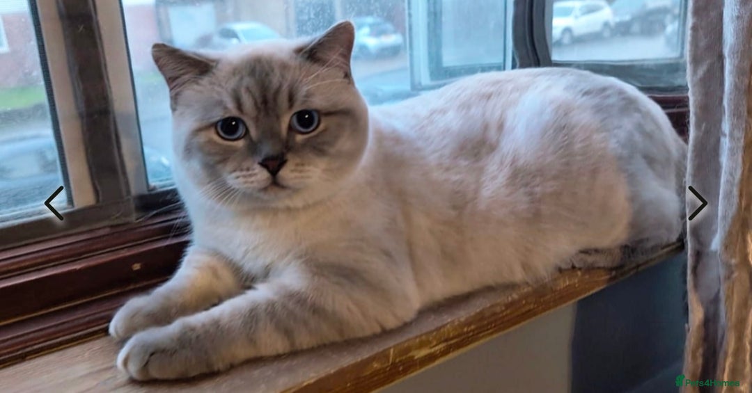Scottish Fold cats for sale: Scottish fold  in London - Image 6