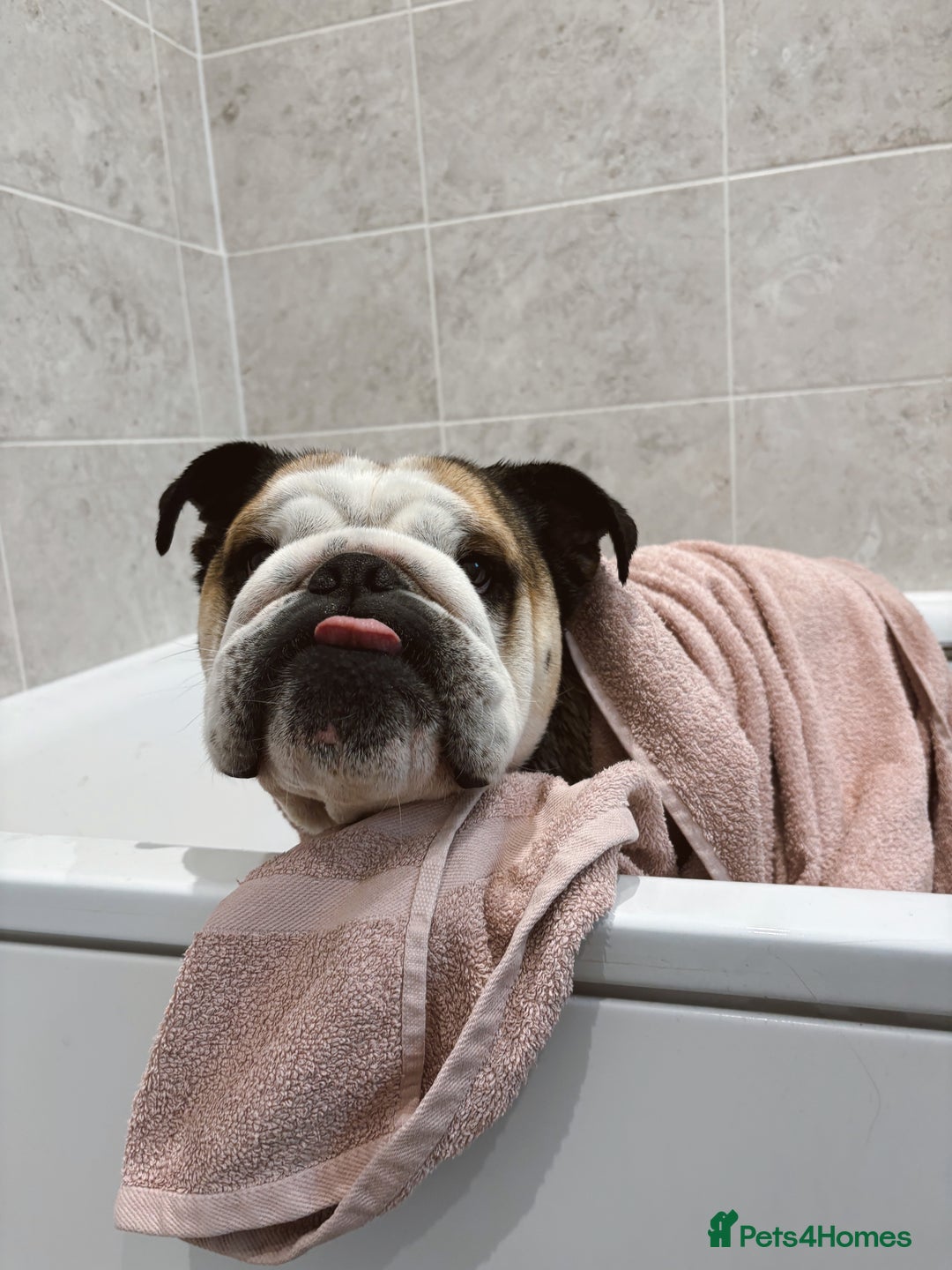 English Bulldog dogs for stud: Proven KC English Bulldog for Stud - Advert 9