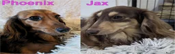 Miniature Dachshund dogs for sale: Miniature Longhaired Dachshund Puppies - Advert 2