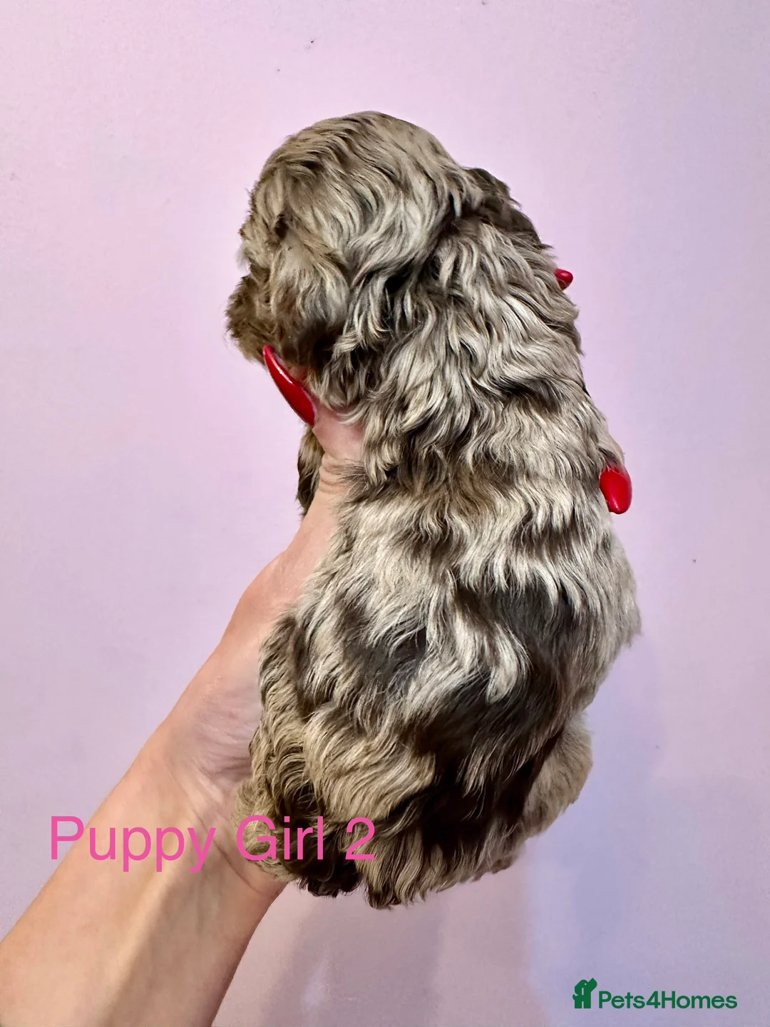 Cockapoo dogs for sale: Lovely American Cockapoo Pups Chocolates & Merles  - Advert 15