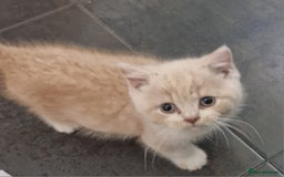 British Shorthair cats for sale: BEAUTIFUL BRITISH SHORTHAIR GCCF registered kitten - Image 15