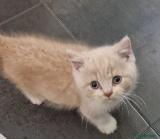 British Shorthair cats - Advert 14