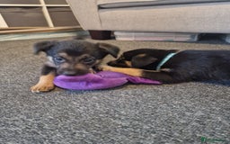 Mixed Breed dogs for sale: Border collie cross kelpie - Image 1