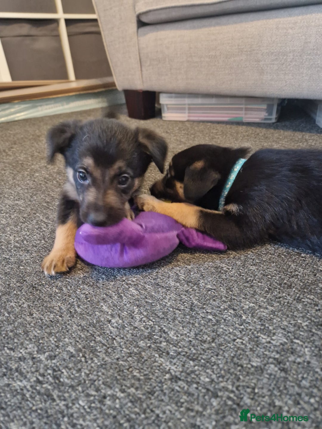 Mixed Breed dogs for sale: Border collie cross kelpie - Image 1