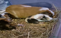 Guinea Pig rodents for sale: Male Guinea Pigs - Image 1