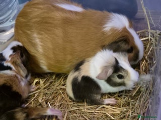 Guinea Pig rodents - Advert 2
