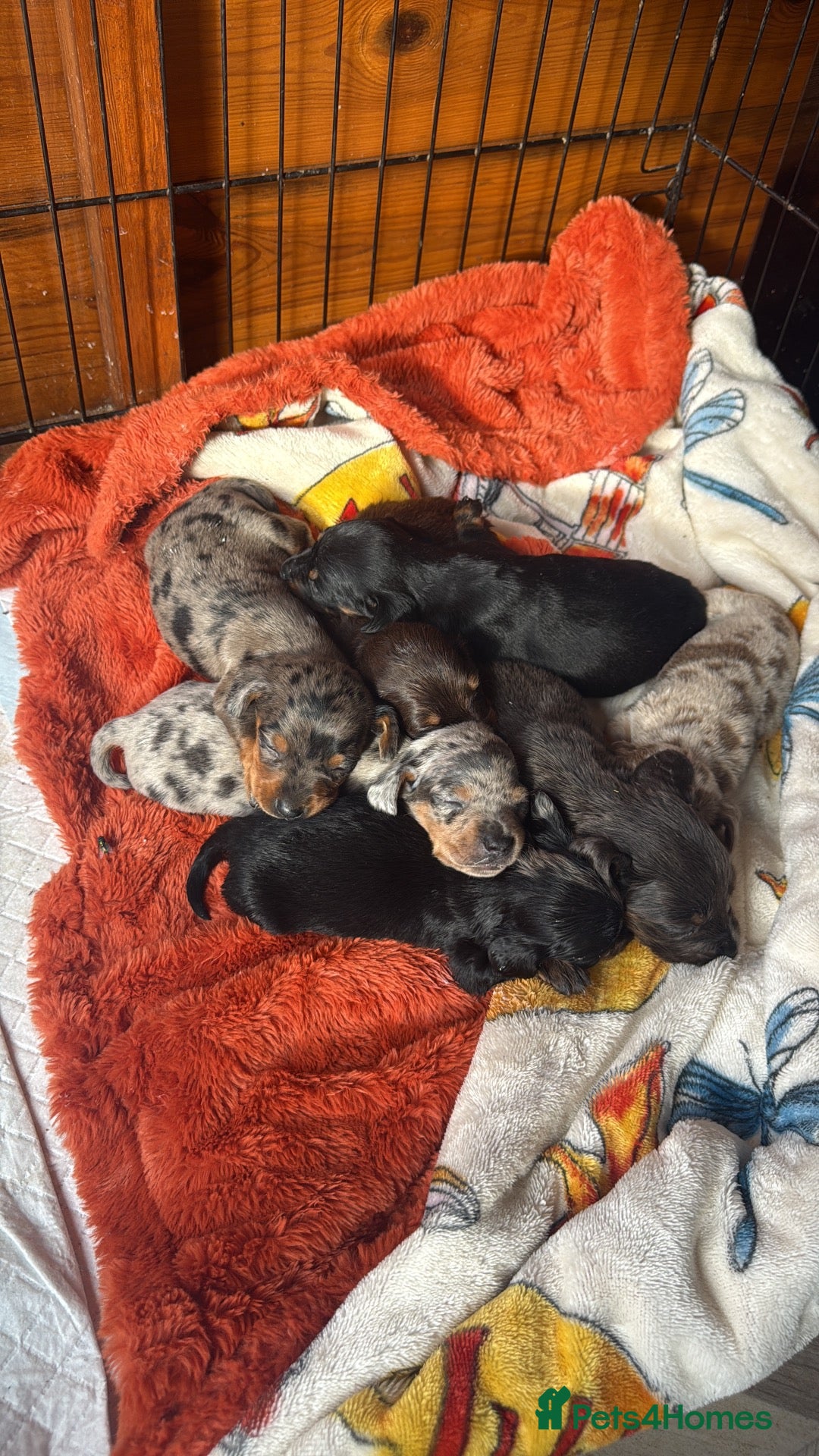Miniature Dachshund dogs Miniature dachshund  - Advert 14