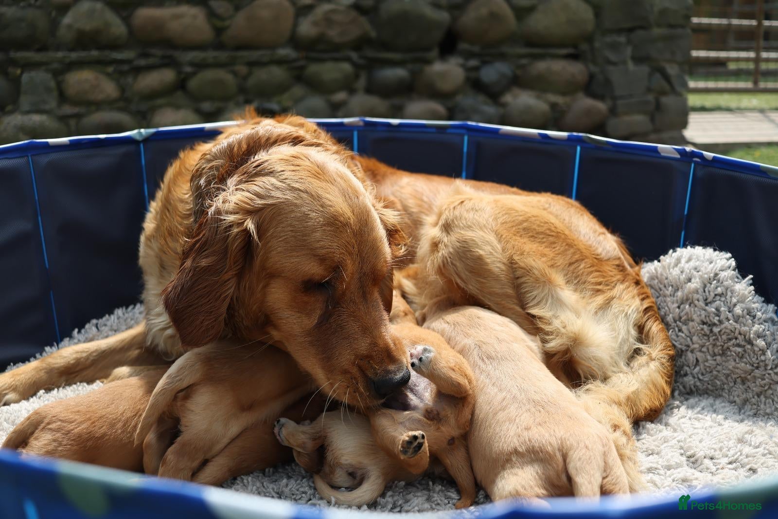 Golden Retriever dogs Adorable KC reg golden retriever puppies - Advert 3