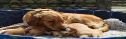 Golden Retriever dogs for sale: Adorable KC reg golden retriever puppies - Advert 1