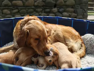Golden Retriever dogs Adorable KC reg golden retriever puppies - Advert 3