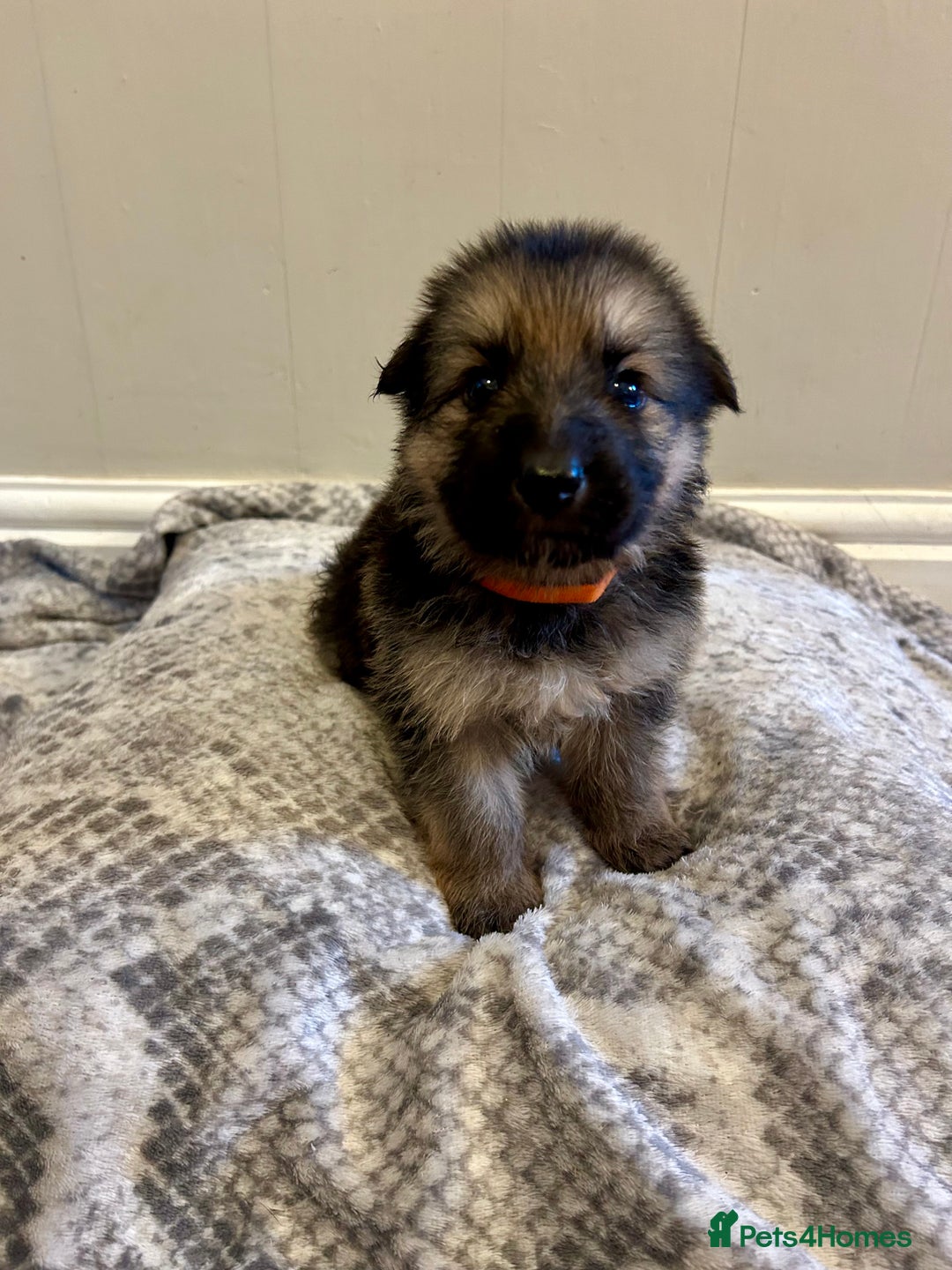 German Shepherd dogs for sale: 6 beautiful German Sheperd puppies  - Image 1