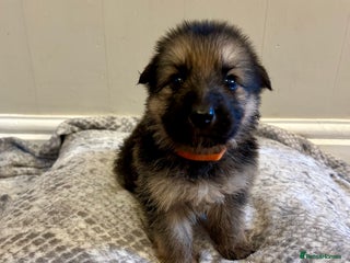 German Shepherd dogs - Advert 24