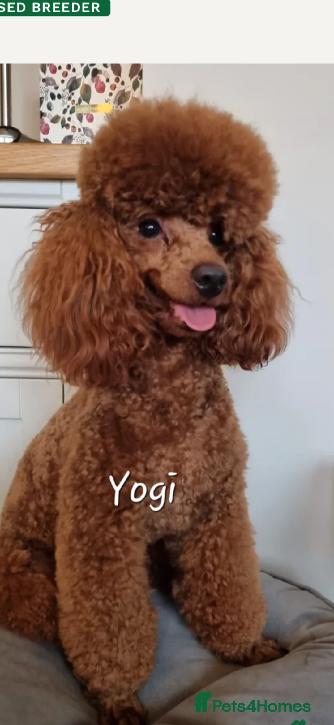 Toy Poodle dogs for sale: Toy Poodle - Advert 2