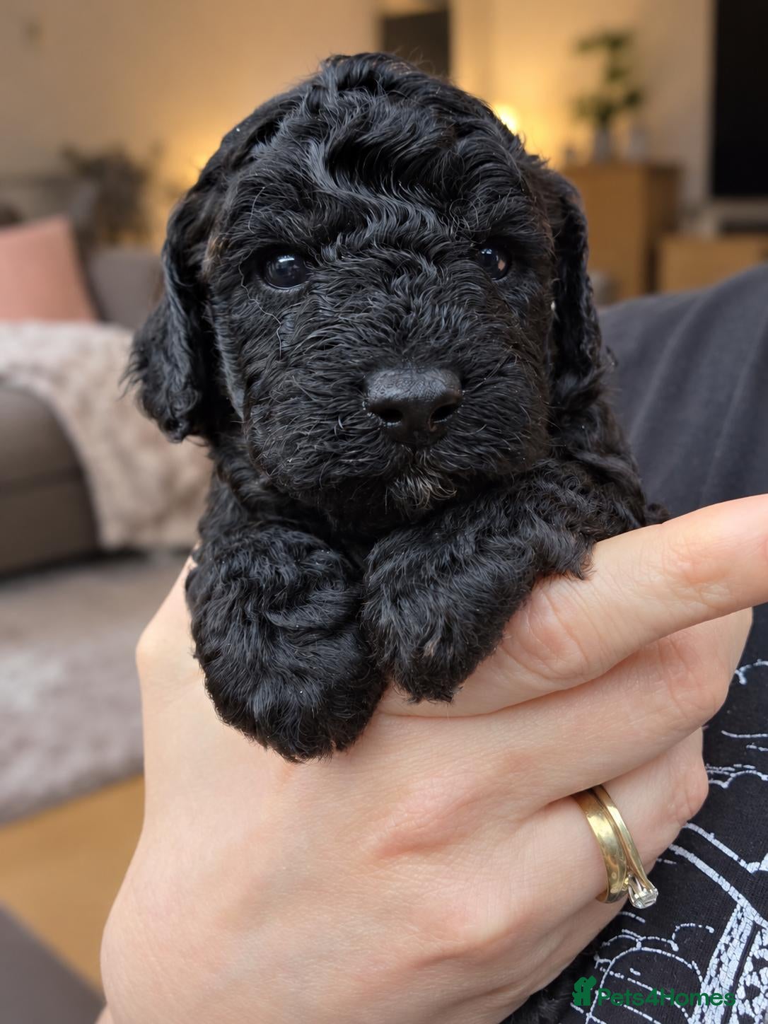 Toy Poodle dogs for sale: *JUST 1 PUP LEFT* Beautiful KC Toy Poodle Puppies - Advert 1