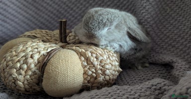 Mini Lop rabbits - Advert 6