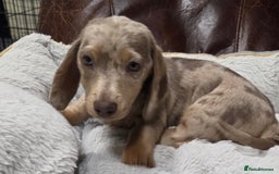 Dachshund dogs for sale: Dachshund puppies  - Image 22