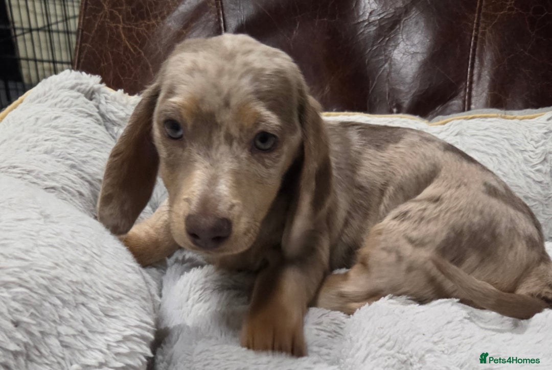 Dachshund dogs for sale: Dachshund puppies  - Image 22