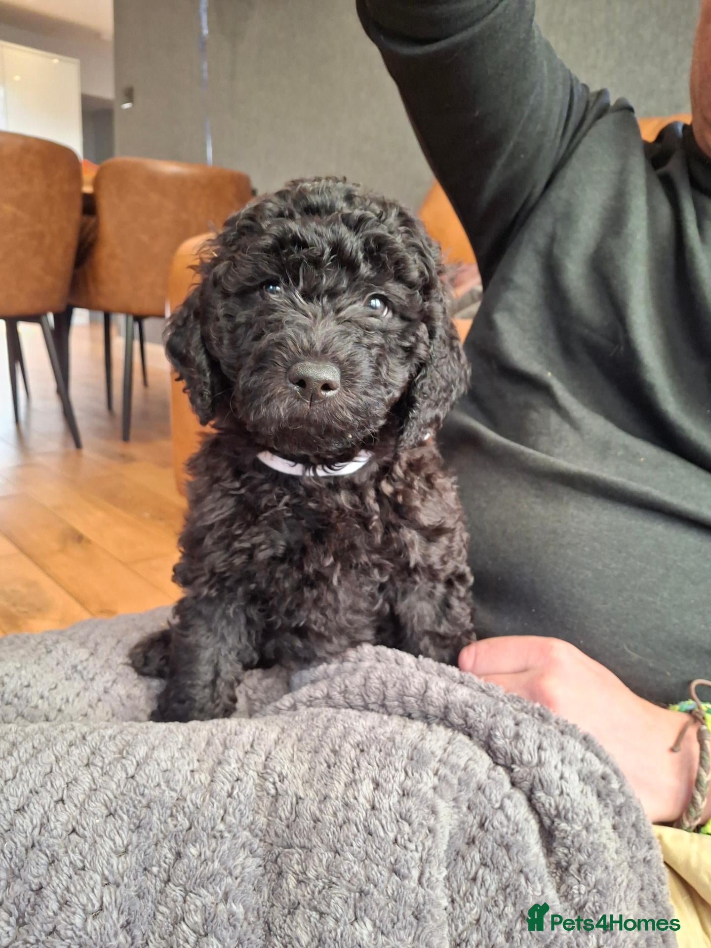 Labradoodle dogs 🐶 Quality Beautiful labradoodle girls  - Advert 1