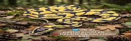 Python Snake reptiles for sale:  Various ball pythons  - Advert 9