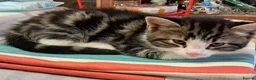 Mixed Breed cats for sale: Very energetic full of love kittens in Ilford - Advert 10