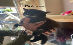 Mixed Breed cats for sale: Lots of cats/kittens up for adoption  - Image 15