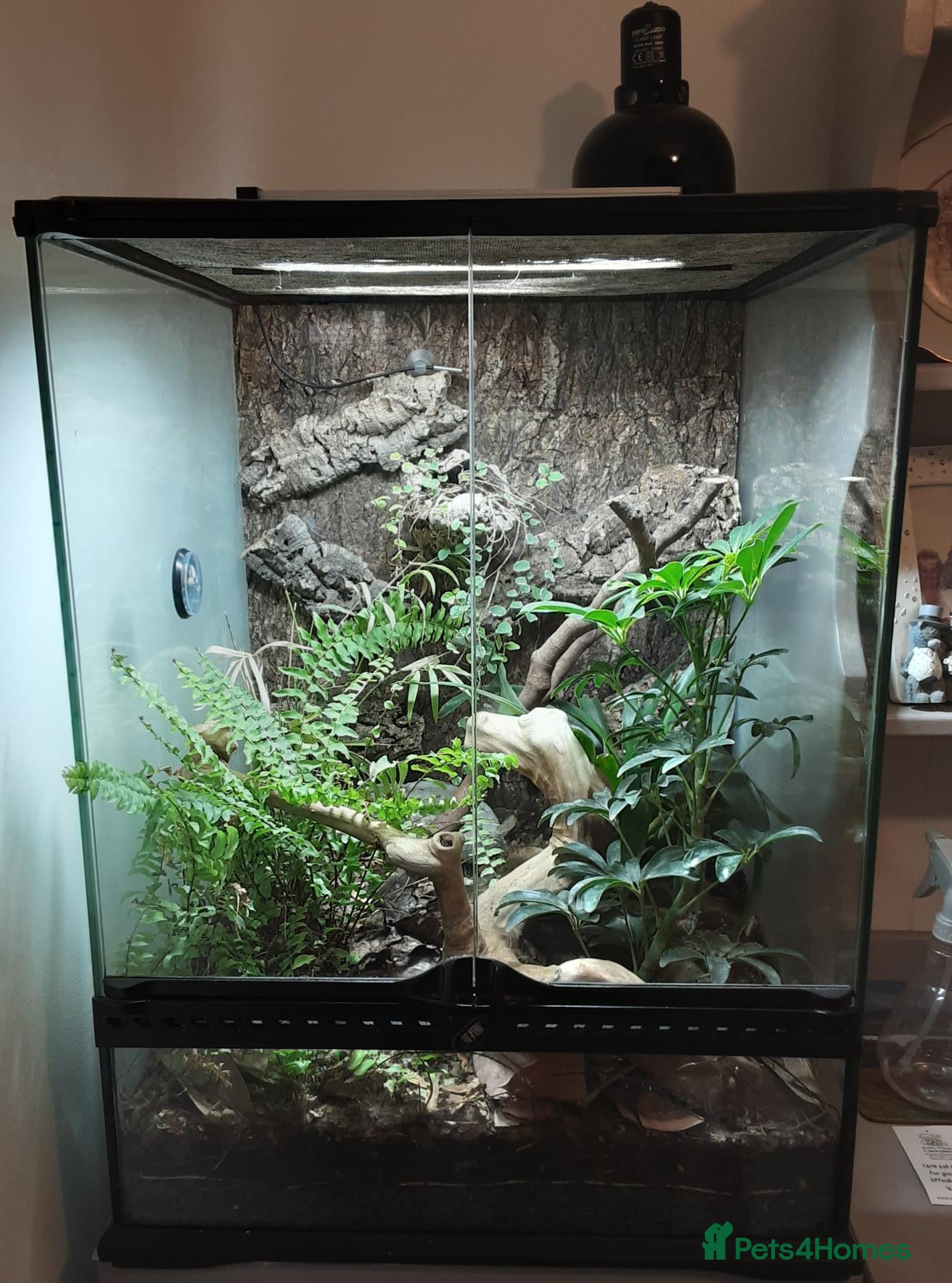 Gecko reptiles Gecko  - Advert 1