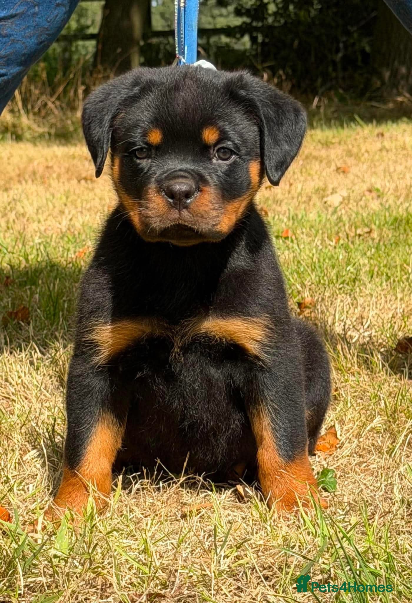 Rottweiler dogs 🤩 Elite Level XXL Rottweiler puppies 🤩 - Advert 2
