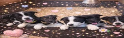 Border Collie dogs for sale: Border Collie Puppies (Sold) - Advert 16