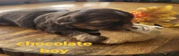 Shih Tzu dogs for sale: Quality shih tzu  - Advert 6