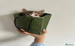 British Shorthair cats for sale: Calico kitten female  - Image 1