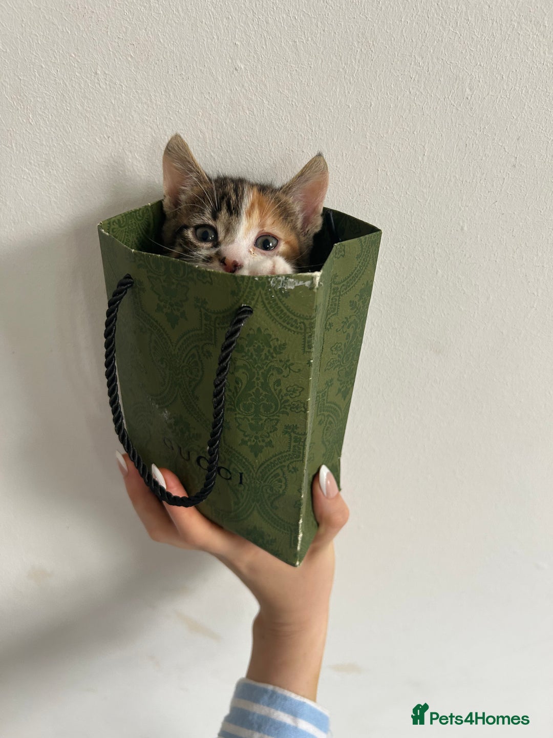 British Shorthair cats for sale: Calico kitten female  - Image 1