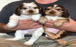 Cocker Spaniel dogs for stud: Show Cocker At Stud Highly Health Tested in Sandbach - Image 16