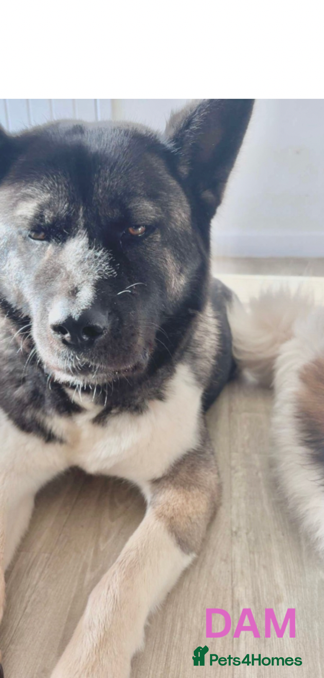 Akita dogs for sale: Quality Family Raised American Akita Puppies - Image 7