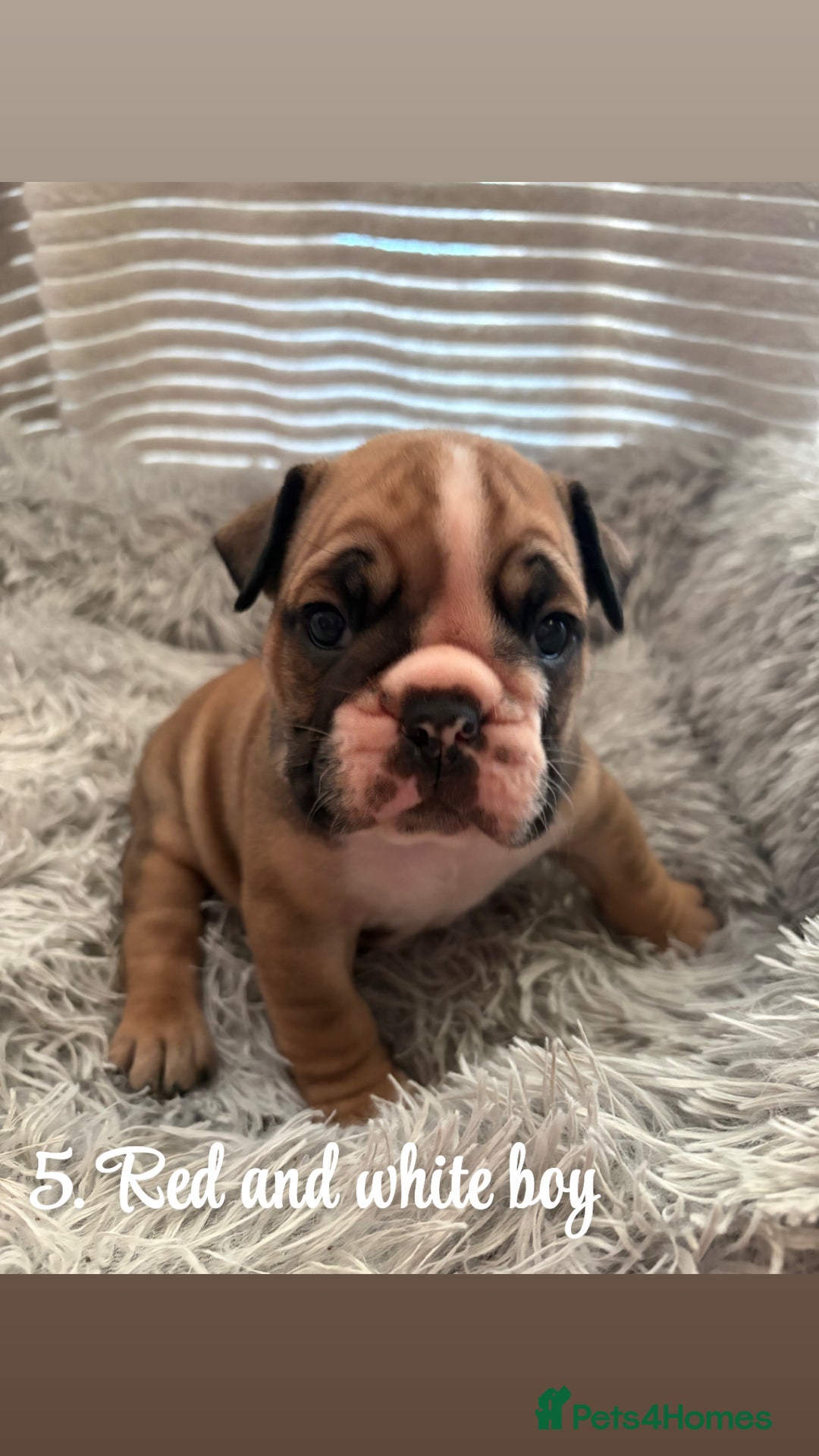 English Bulldog dogs for sale: Kc stunning English bulldog puppies - Advert 16