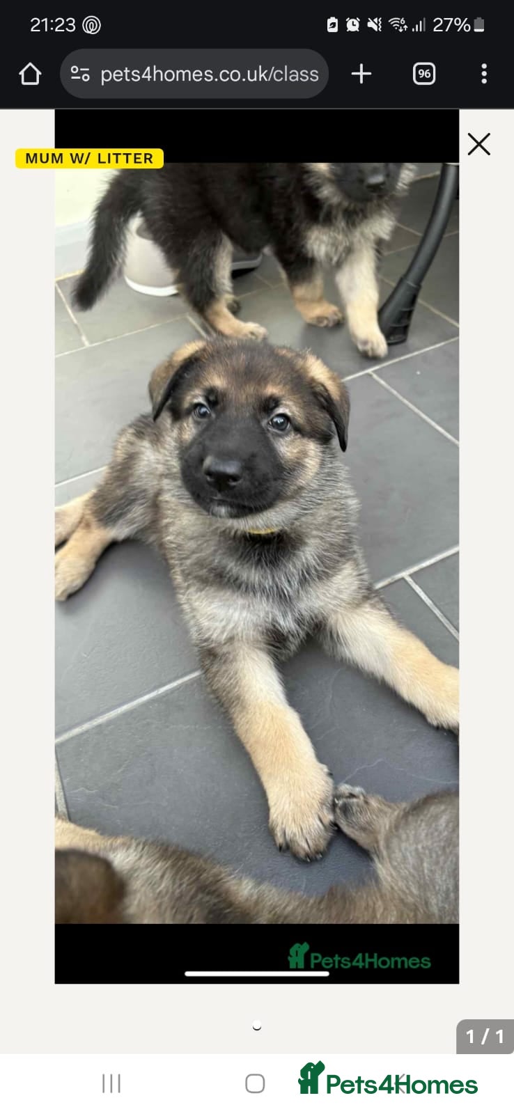 German Shepherd dogs 8 week German Shepherd puppy - Advert 7