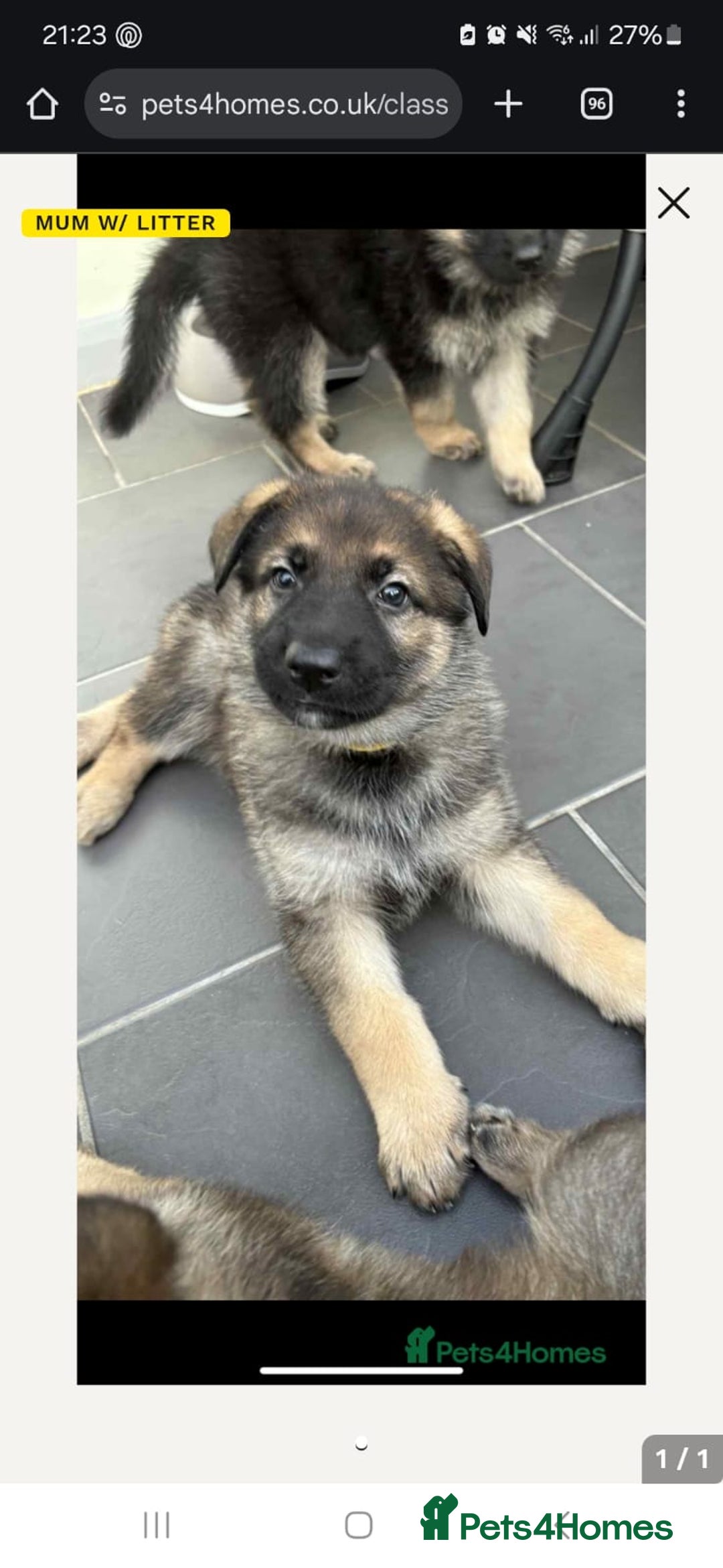 German Shepherd dogs for sale: 8 week German Shepherd puppy - Advert 1