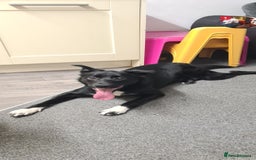 Welsh Collie dogs for sale: Pippa (Female welsh collie) - Image 5