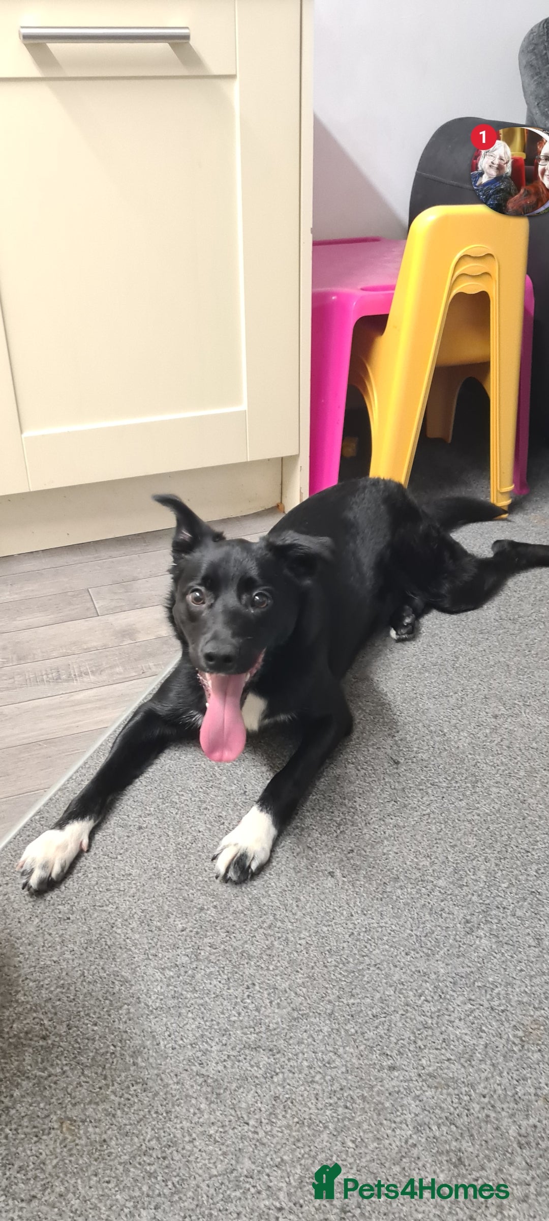 Welsh Collie dogs for sale: Pippa (Female welsh collie) - Image 5